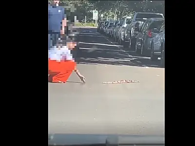 PMA orienta como agir ao se deparar com um animal silvestre