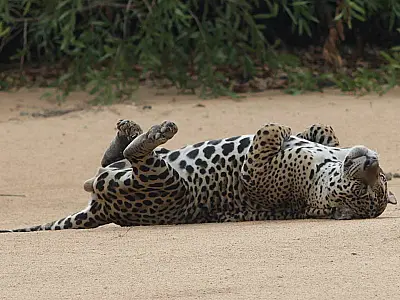 PF investiga matança de onça pintada no Pantanal
