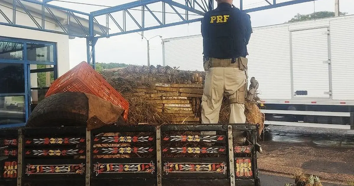 PRF apreende 626 Kg de maconha e skunk em carga de abacaxis na BR-376