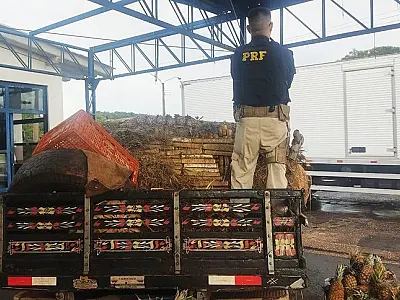 PRF apreende 626 Kg de maconha e skunk em carga de abacaxis na BR-376