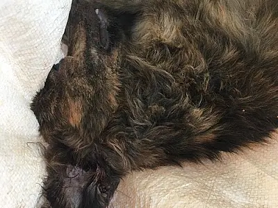 PMA autua em R$ 3 mil por maus-tratos infrator que matou cachorro a pauladas