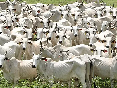 Plano define ações para fortalecer cadeias pecuárias do Pantanal