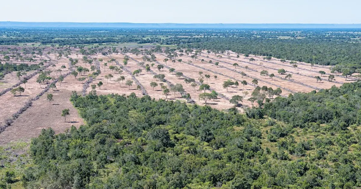 Dados do Mapbiomas apontam que desmatamento no Pantanal cresce quase três vezes em um ano