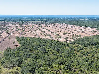Dados do Mapbiomas apontam que desmatamento no Pantanal cresce quase três vezes em um ano