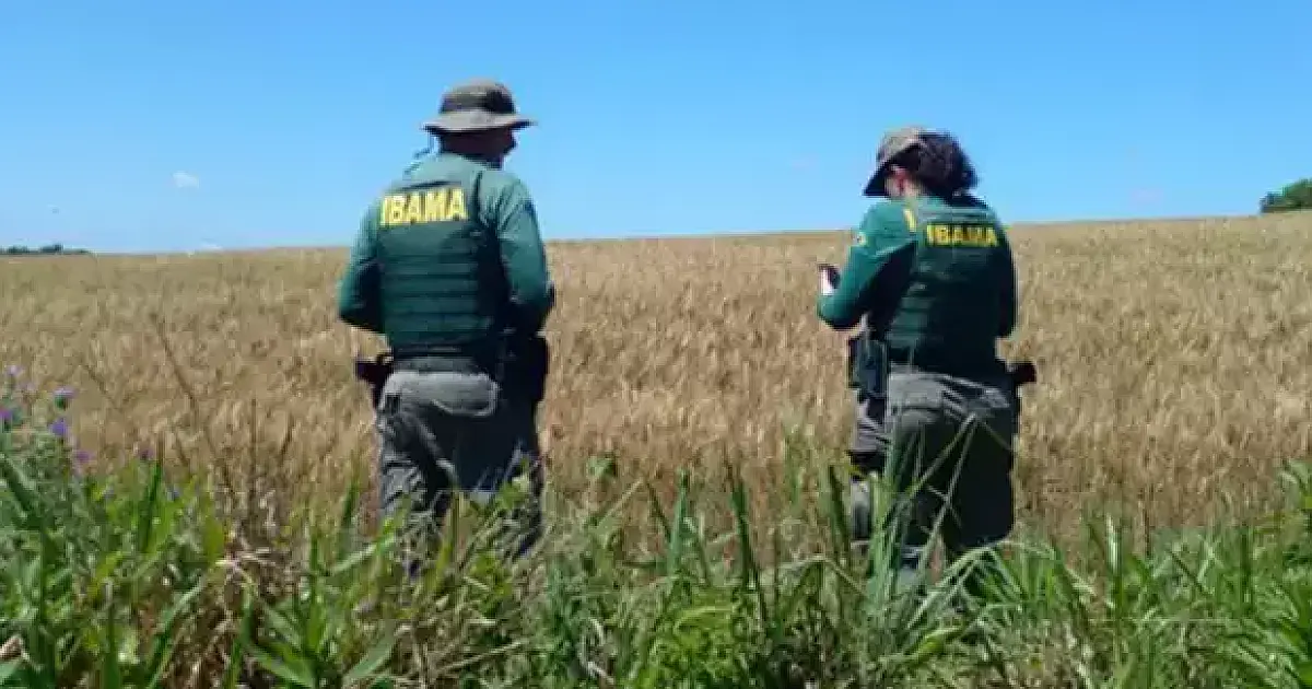Ibama combate cultivo irregular de transgênicos em terras indígenas de MS