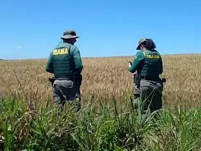 Ibama combate cultivo irregular de transgênicos em terras indígenas de MS