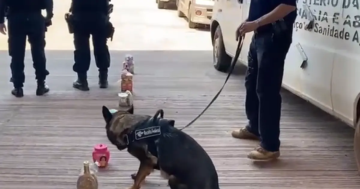 Cão de faro da Receita Federal descobre cocaína diluída em cosméticos