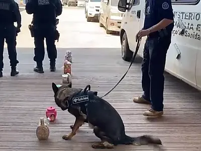 Cão de faro da Receita Federal descobre cocaína diluída em cosméticos