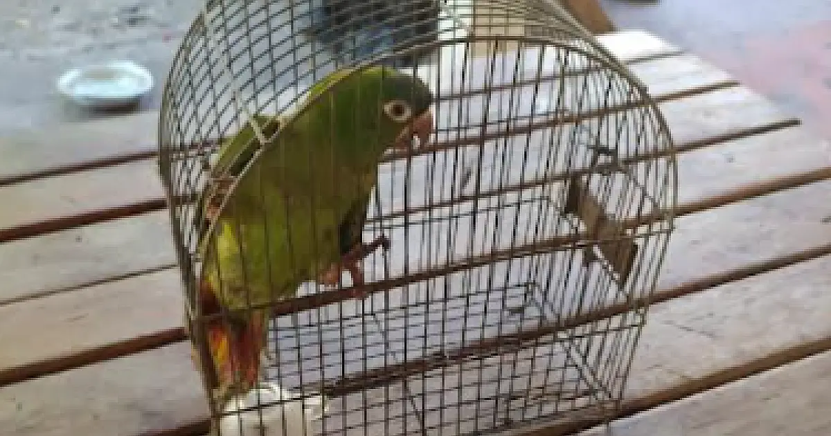 Ararinha Maracanã e resgatada após bater em vidro de residência em Corumbá