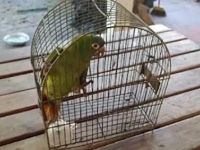 Ararinha Maracanã e resgatada após bater em vidro de residência em Corumbá