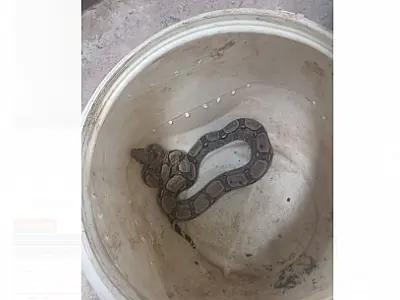 De resgate fluvial a captura de cobra, Bombeiros registram oito ocorrências no plantão