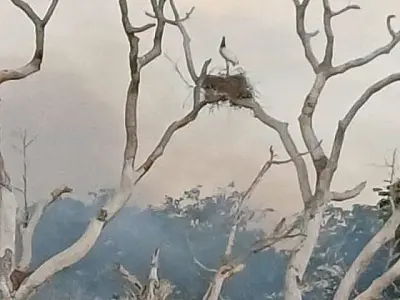 Ninho com tuiuiús é preservado em meio a incêndio em região próxima ao Tamengo