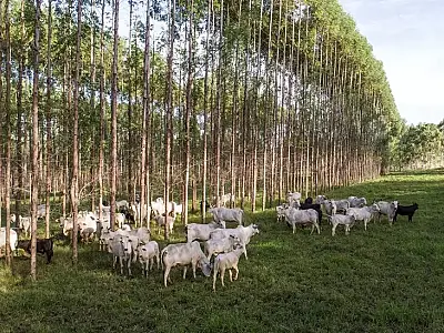 MS está entre estados onde projeto para recuperar áreas degradadas é aplicado