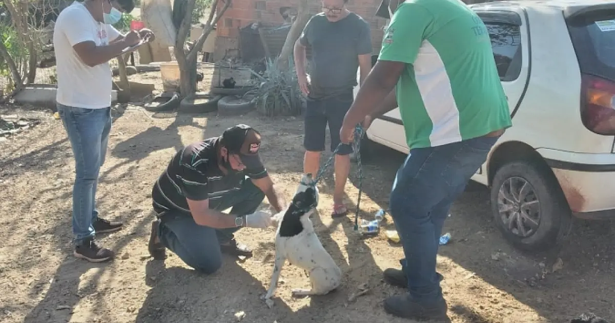 Morte de animal por leishmaniose aciona "Inquérito Canino" na Codrasa