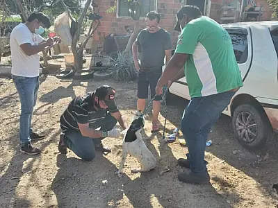 Morte de animal por leishmaniose aciona "Inquérito Canino" na Codrasa