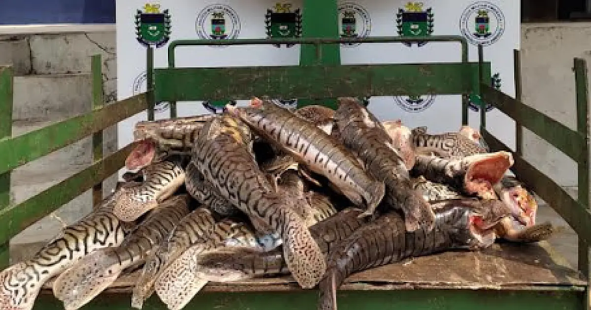 Proibição da pesca do pintado começa a valer na próxima segunda-feira