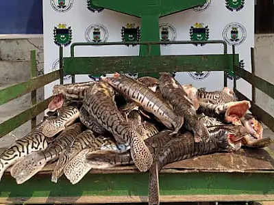 Proibição da pesca do pintado começa a valer na próxima segunda-feira