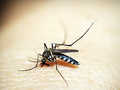 Brasileiros publicam maior estudo já feito sobre sequelas do zika