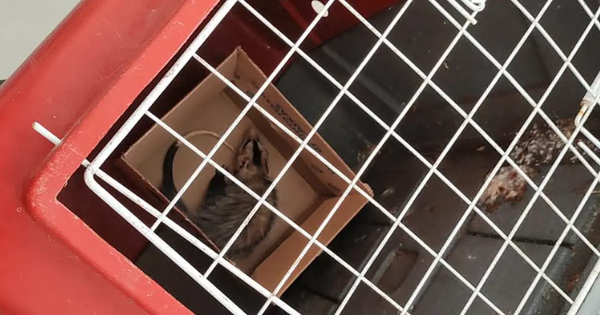 Gambá é capturado em escola do centro