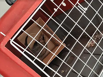 Gambá é capturado em escola do centro