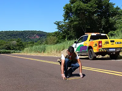 Programa Estrada Viva monitora rodovias estaduais e propõe adaptações para segurança da fauna