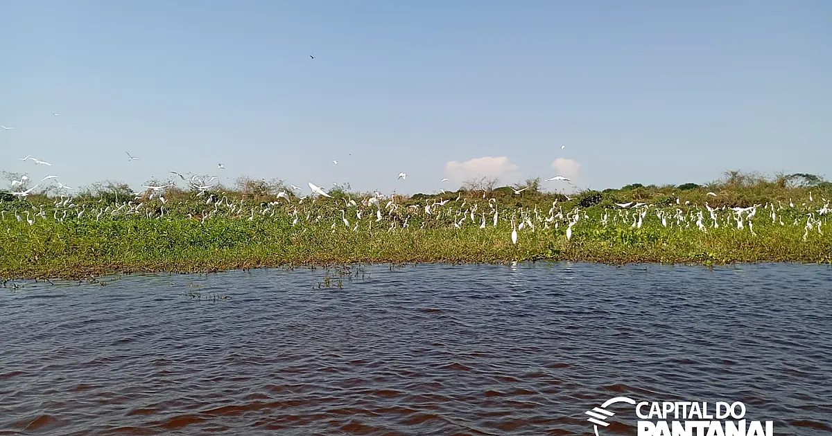 Pantanal enfrenta pior seca em 40 anos e perde 75% das áreas alagadas