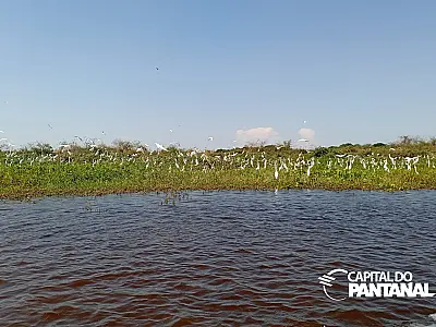 Pantanal enfrenta pior seca em 40 anos e perde 75% das áreas alagadas