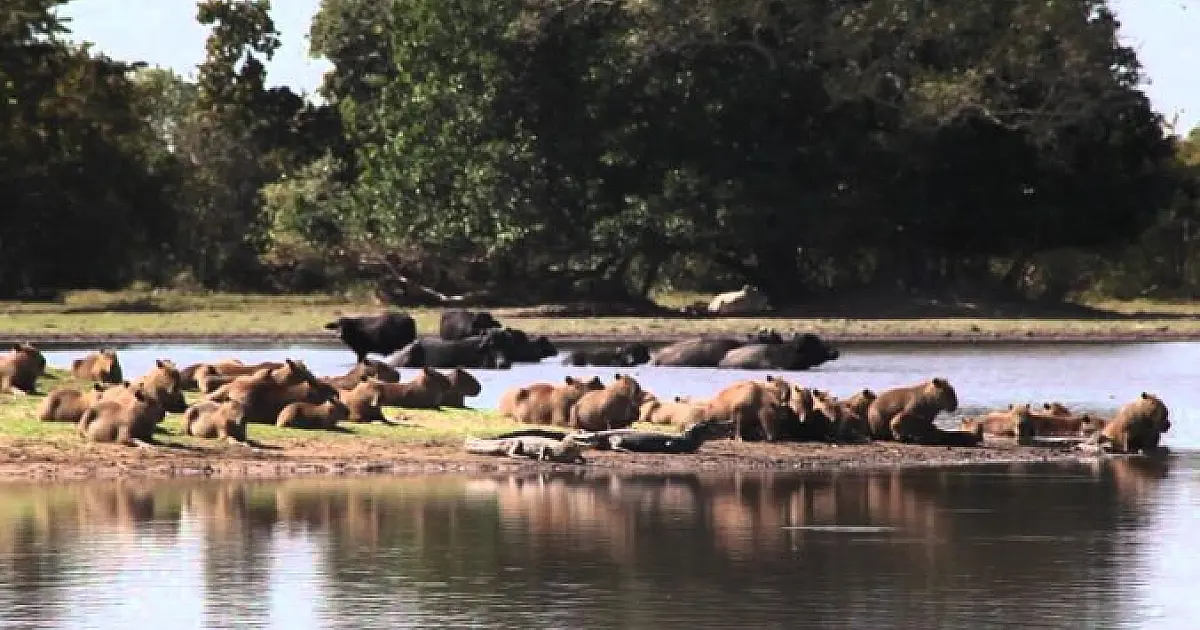MPE recorre para suspender desmatamento de 22 mil ha por grupo paulista no Pantanal
