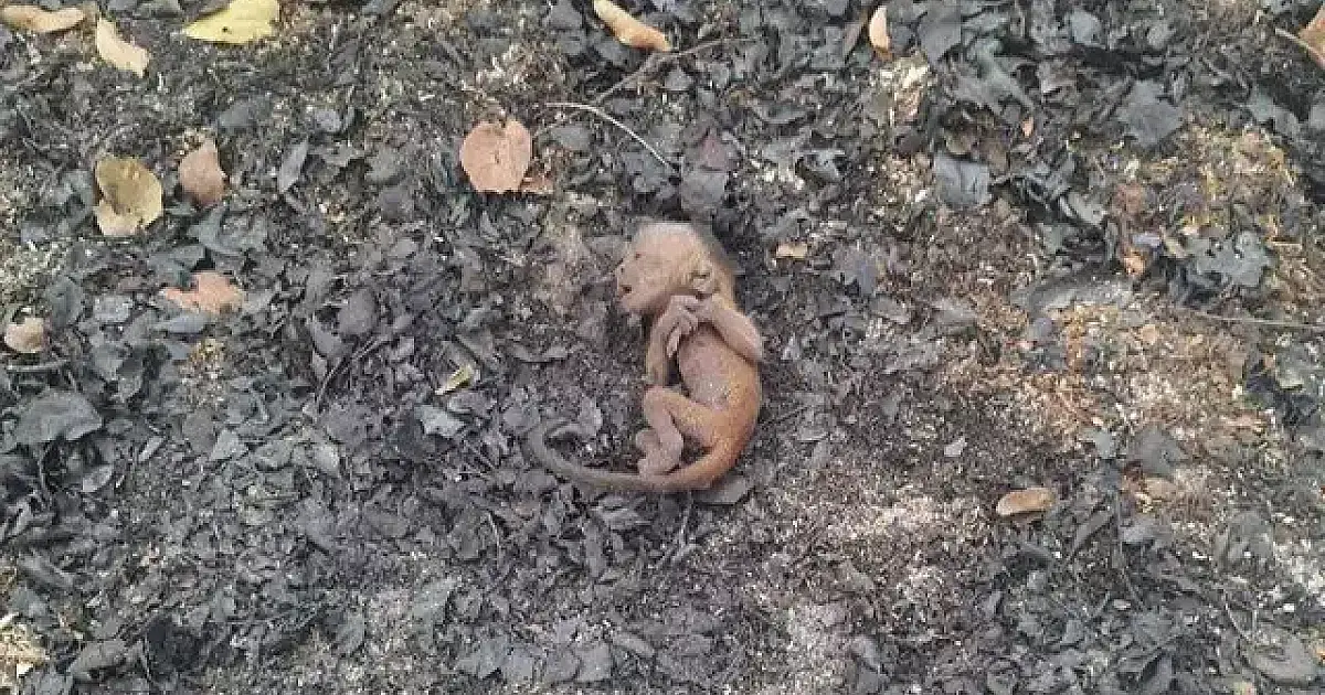 Macaco-prego nasce em meio às cinzas do Pantanal e recebe o nome de Fênix