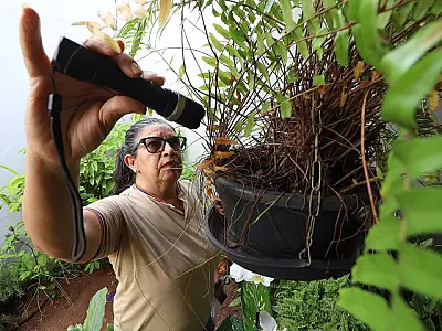 MS registra a sexta morte por chikungunya em 2025