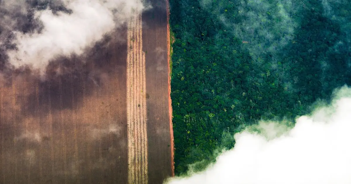 Banco Mundial alerta para dano permanente do desmatamento na Amazônia