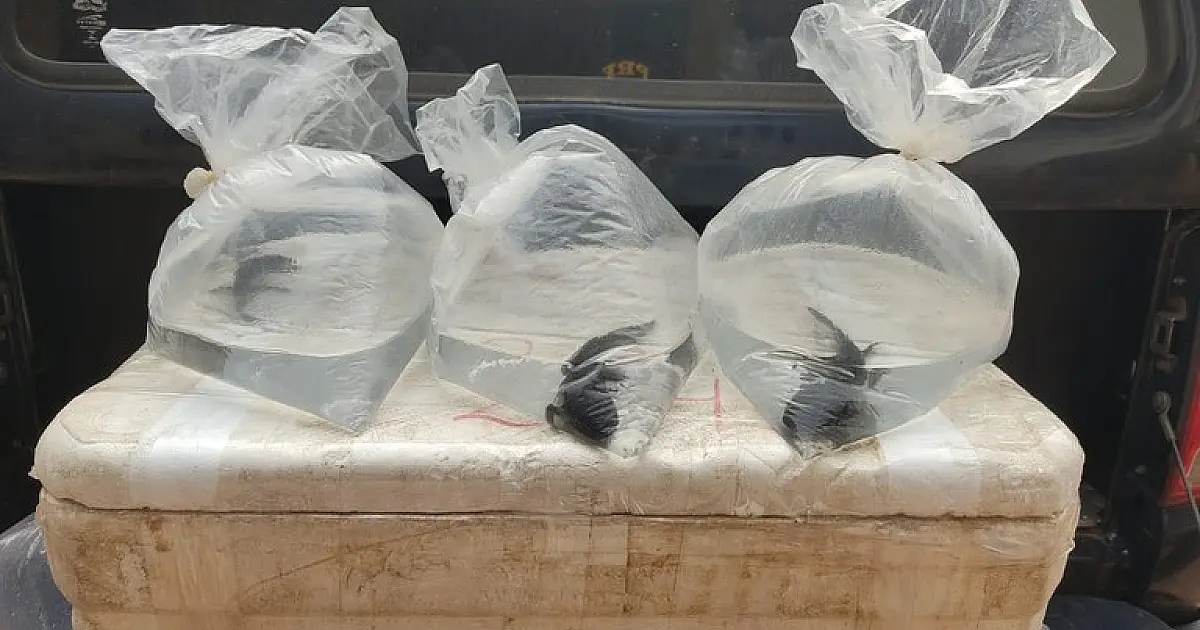 Salamandras são resgatadas em transporte sem licença na BR 060