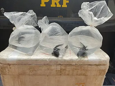Salamandras são resgatadas em transporte sem licença na BR 060