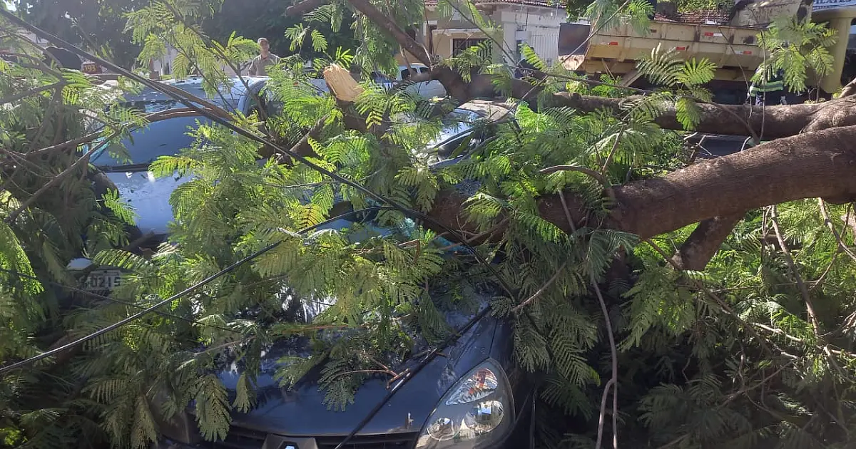 Árvore com queda de galhos atinge carros por dois dias seguidos