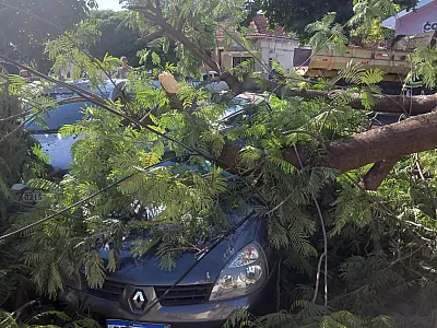 Árvore com queda de galhos atinge carros por dois dias seguidos