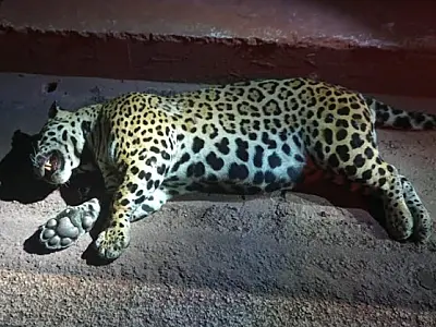 Onça-pintada de 103 kg é encontrada atropelada na BR 262