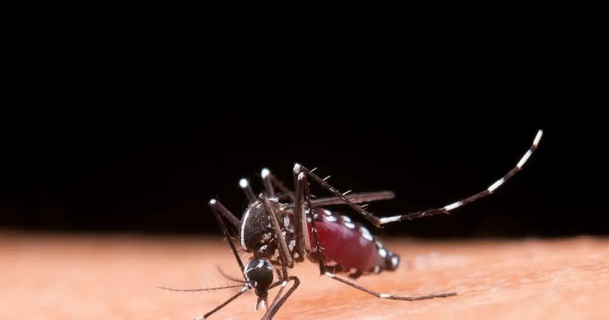 Saiba diferenciar os sintomas da dengue e da gripe