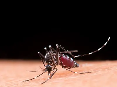 Saiba diferenciar os sintomas da dengue e da gripe