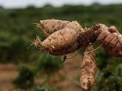 MS bate recorde na produção de mandioca e lidera exportação de fécula no País