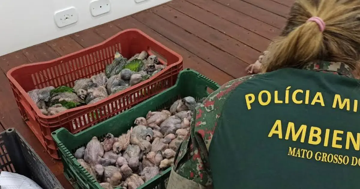 PMA deflagra Operação Bocaiúva contra o tráfico de animais em MS