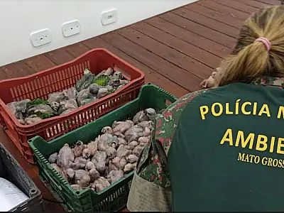 PMA deflagra Operação Bocaiúva contra o tráfico de animais em MS