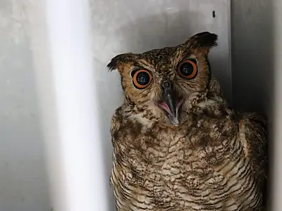 Filhotes de tuiuiú e corujas resgatados são transferidos para zoológico em São Paulo