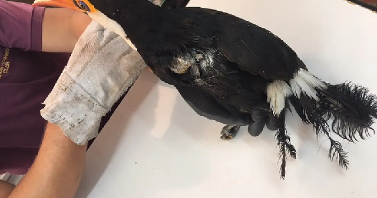 Linha de pipa com cerol já feriu 19 pássaros em Corumbá neste ano