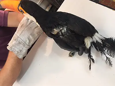 Linha de pipa com cerol já feriu 19 pássaros em Corumbá neste ano
