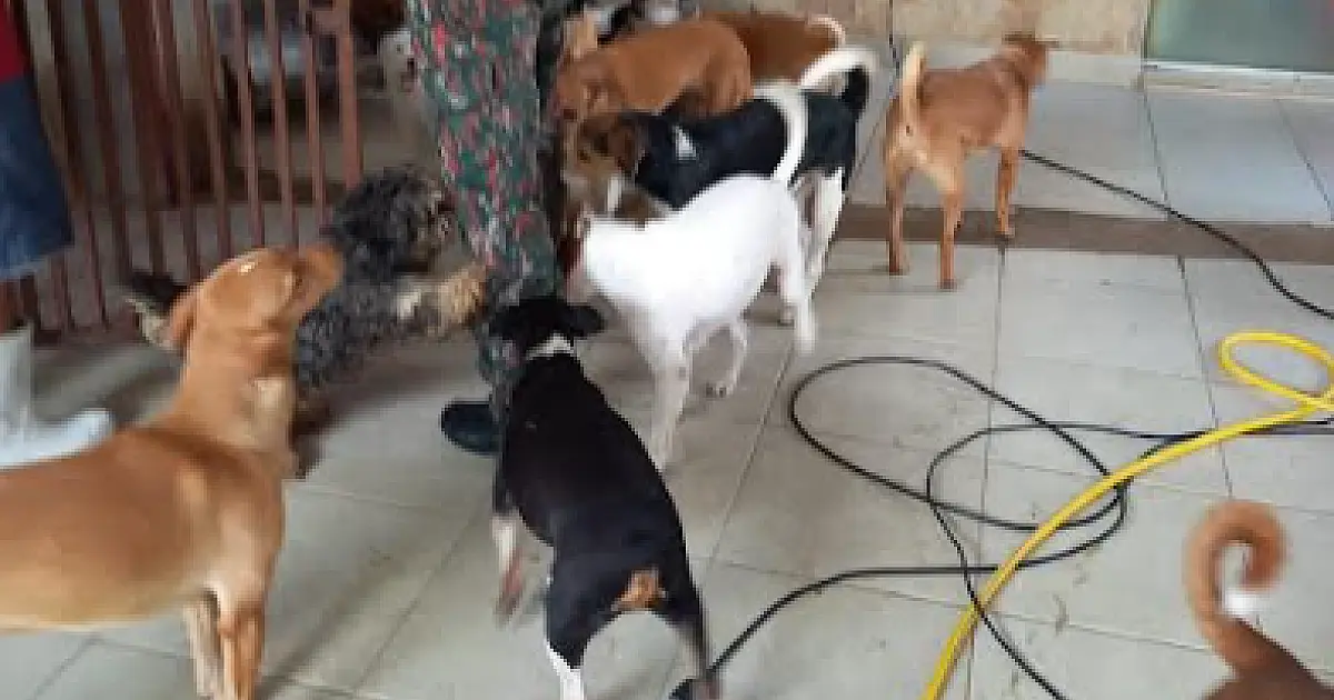 Ong de Campo Grande é multada em R$ 175 mil por maus-tratos a animais