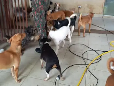 Ong de Campo Grande é multada em R$ 175 mil por maus-tratos a animais