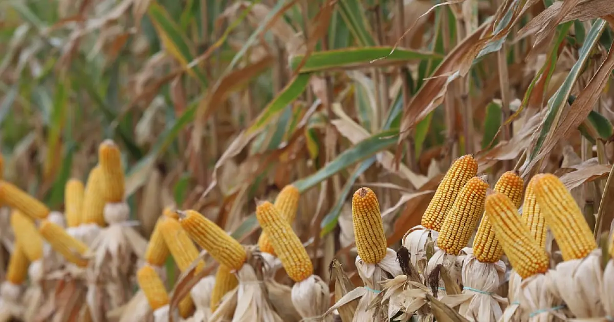Mato Grosso do Sul bate recorde na produção de milho, superando 14 milhões de toneladas