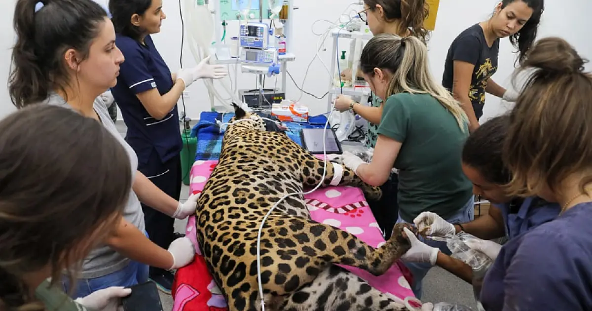Onças Miranda e Antã passam por novos exames e seguem com boa recuperação no Hospital Veterinário
