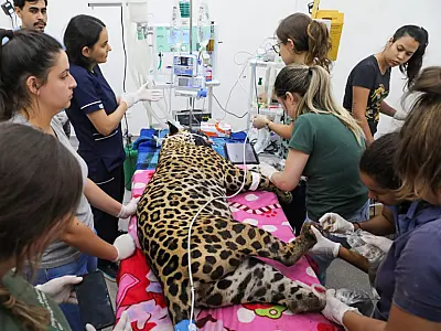 Onças Miranda e Antã passam por novos exames e seguem com boa recuperação no Hospital Veterinário