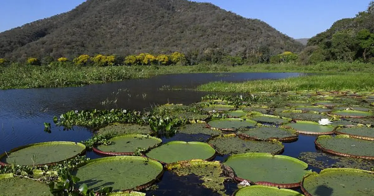 Pantanal é destaque em campanha global inédita com a National Geographic
